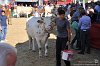 167 Fiera Zootecnica di Serina 2019